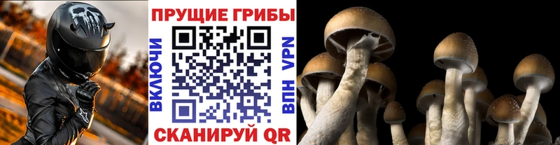 как найти   дарк нет клад  Псилоцибиновые грибы прущие грибы  Киселёвск 